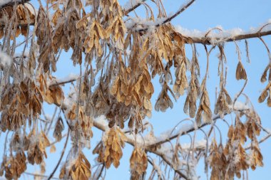 Güneşli akçaağaç tohumları karla kaplı