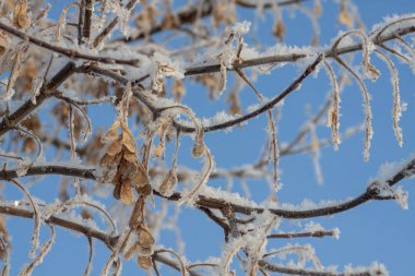 Akçaağaç dalları ve karla kaplı tohumlar