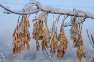 Kar altında donmuş akçaağaç tohumları