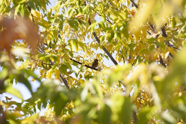 Küçük serçe dalda oturuyor.