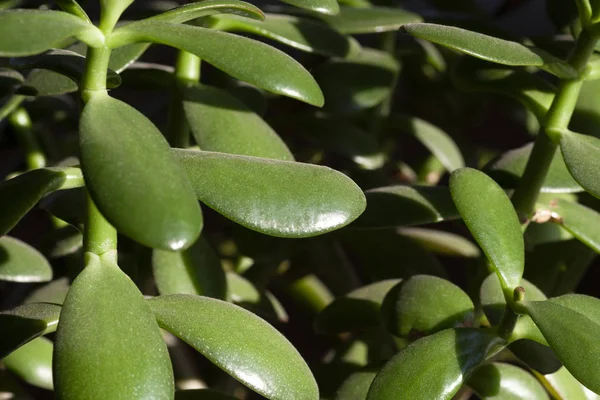 Para ağacı yeşil yapraklar ve saplar