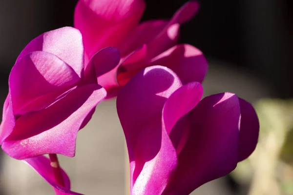 Makrodaki parlak pembe yapraklar 