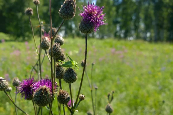 Blossom thistle on the green field
