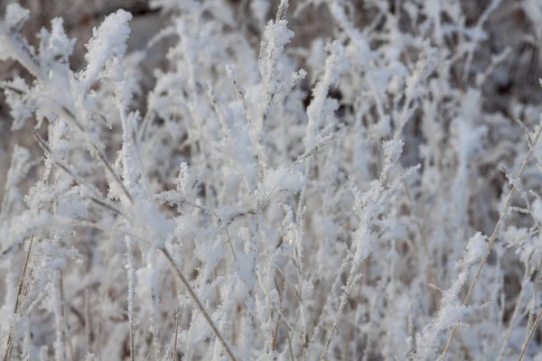 Kış ormanında kuru donmuş dallar