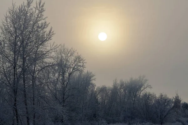 Sun circle bright above winter forest