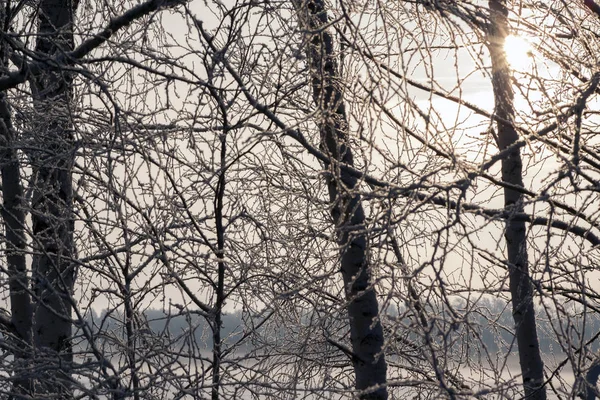 Snowy branches under sun shines in the winter forest