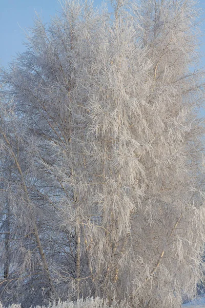 Beyaz donmuş ağaçlar karla kaplı 