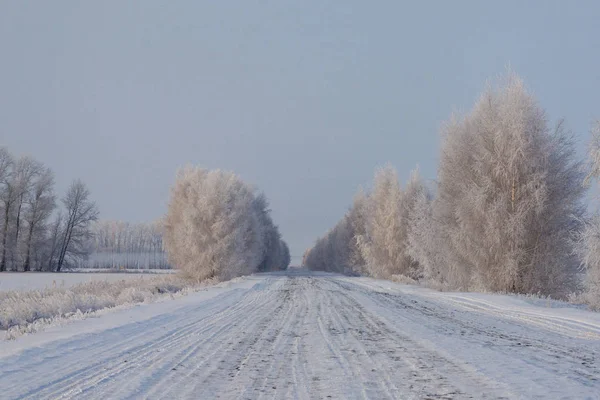 Kış ormanında donmuş yol