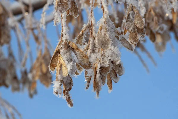 Mavi gökyüzünün altındaki akçaağaç tohumları