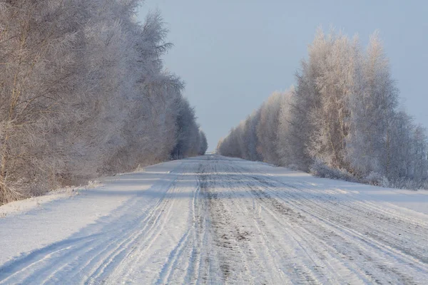 Kış ağaçlarında beyaz donmuş dallar