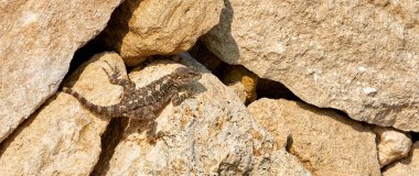 Fotoğrafta taşların üzerinde çok güzel bir kertenkele görüyoruz.