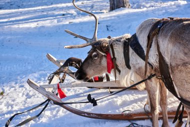 Geleneksel kırmızı kurdeleli ren geyiği.