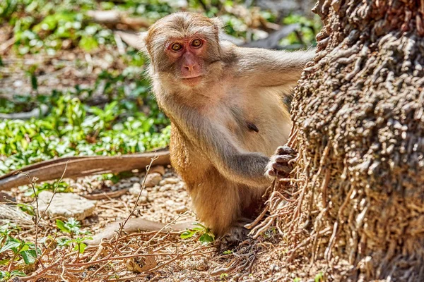 Monkey Peeps Out Palm Tree Trunk — Stock Photo, Image