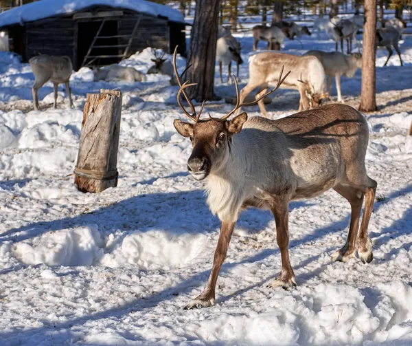 Rendieren Een Rendierboerderij Siberië — Stockfoto