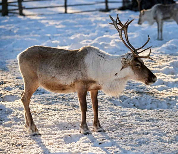 Rendieren Met Hoorns Een Rendierboerderij Siberië Zijaanzicht — Stockfoto