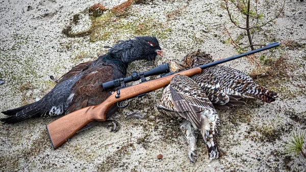 Av ganimeti kapari ve siyah orman tavuğu.