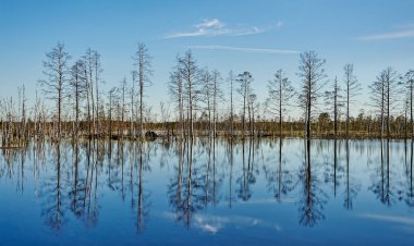 manzara - bahar orman yüksek su sırasında sular altında