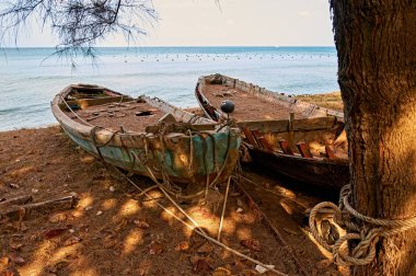 Vietnam 'daki inci çiftliğinin yakınındaki çam ağaçlarının altında eski ahşap kayıklar..