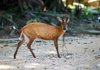 Koh Chang Tayland adasında Tayland geyiği.