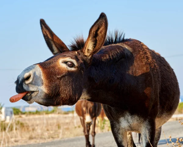 Alimentando Burro Selvagem Com Uma Cenoura — Fotografia de Stock