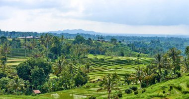 Jatiluwih 'in Bali adası yeşil pirinç terasları.