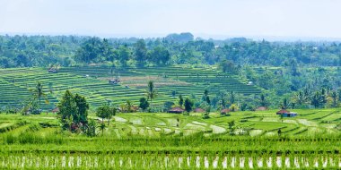 Jatiluwih 'in Bali adası yeşil pirinç terasları.