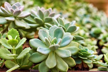 Bir sürü sulu bitki. Echeveria elegans. Üst görünüm. Yeşil doğa arkaplanı.