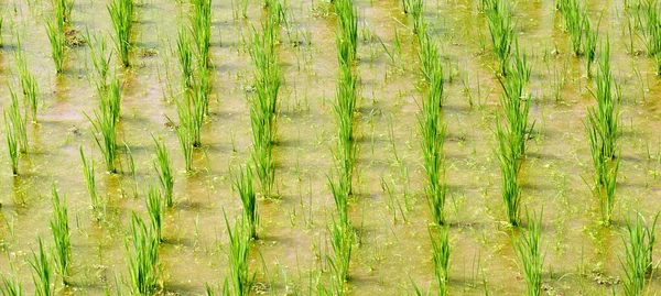 Close Young Rice Asian Paddy Field Green Rice Shoots Water — ストック写真