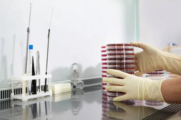 Mãos do assistente de laboratório em luvas close-up. Cultivos para pesquisa química. Protecção da saúde . — Fotografia de Stock