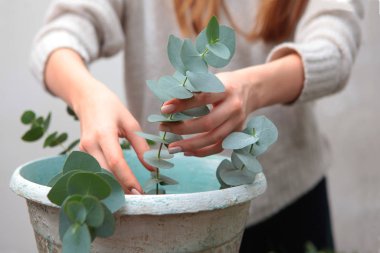 Kadın eli, yeni yıl çelengi için okaliptüs vazosundan çıkar. Çiçekçilik, yeni yıl konsepti ve tatil gelenekleri. Makro fotoğraf. Yüzü olmayan fotoğraf, sadece elleri olan..