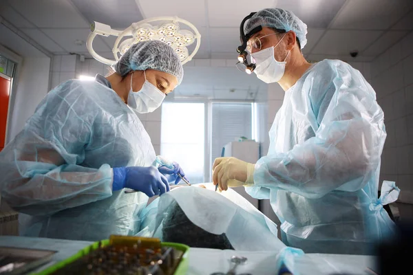 Operation in the oral cavity. Photo in the operating room. The surgeon and assistant bent over the patient. — Stock fotografie