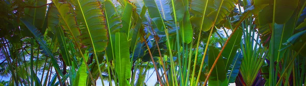 Avenue Van Bananenbomen Zon Een Smalle Spandoek Kopie Van Ruimte — Stockfoto