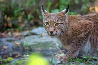 Vaşak ormandaki bir portre 