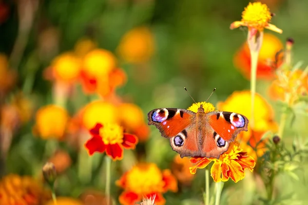 Бабочка на цветке в дикой природе — стоковое фото