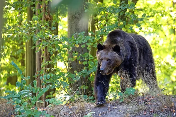 Brown bear in the forest — Stock Photo, Image