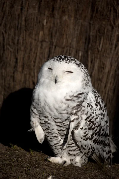 Hibou des neiges dans la forêt — Photo