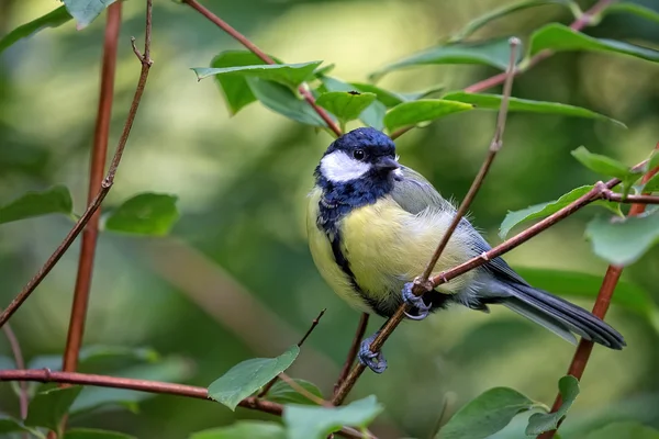 Teta en el bosque —  Fotos de Stock