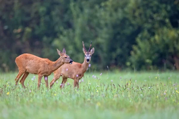 Roe-deer with buck deer in a clearing — Stock Photo, Image