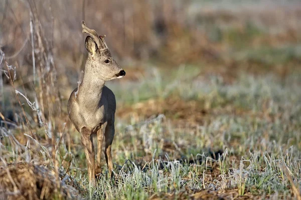 野生のバック鹿 — ストック写真