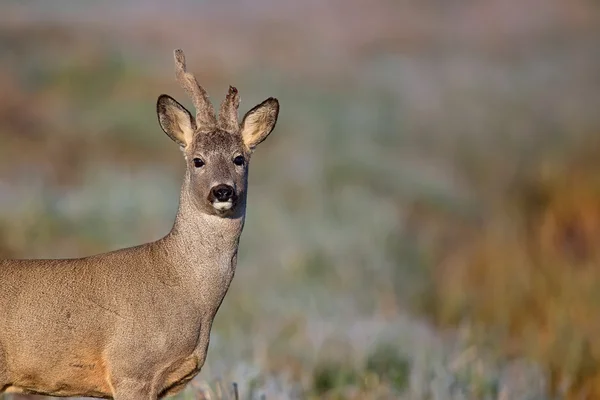 Buck veado em uma manhã gelada, um retrato — Fotografia de Stock