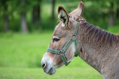 Eşek bir açıklıkta bir portre 