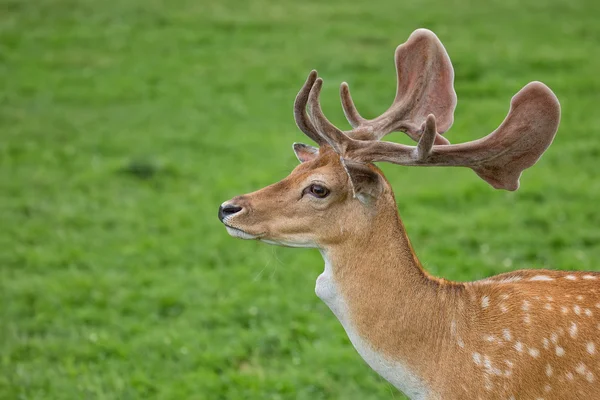 Damwild auf einer Lichtung, ein Porträt — Stockfoto