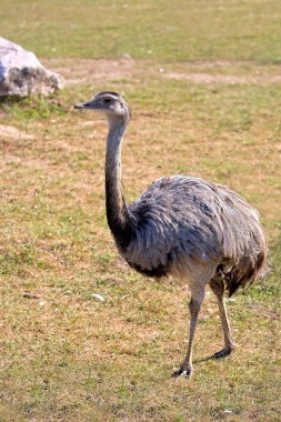 Rhea americana bir açıklıkta 