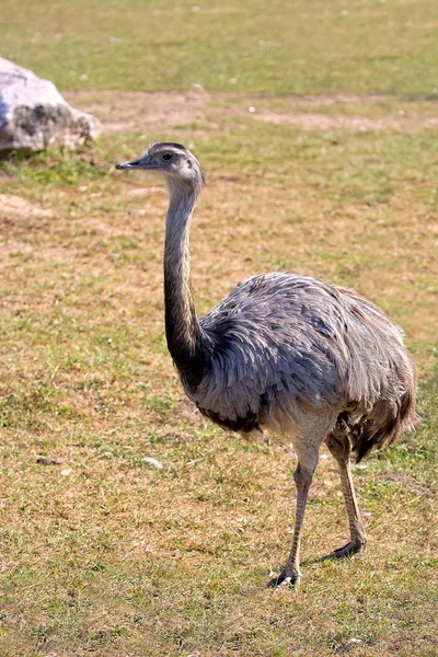 Rhea americana in een open plek — Stockfoto