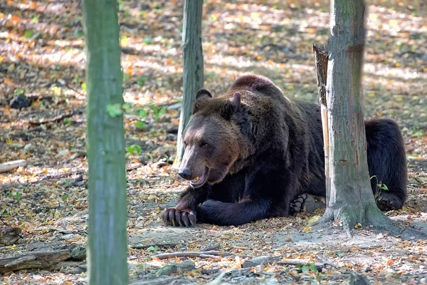 Brown bear resting in the forest