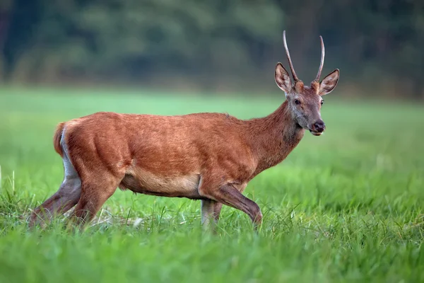 Cerf rouge dans une clairière — Photo