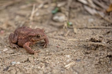 Vahşi kahverengi kurbağa 