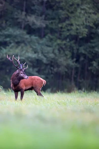 Veado vermelho em uma clareira na natureza — Fotografia de Stock