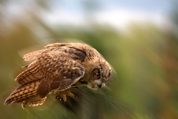 Oehoe in de vlucht — Stockfoto