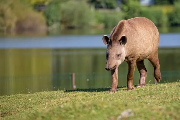 Tapir on the run in a clearing — Φωτογραφία Αρχείου